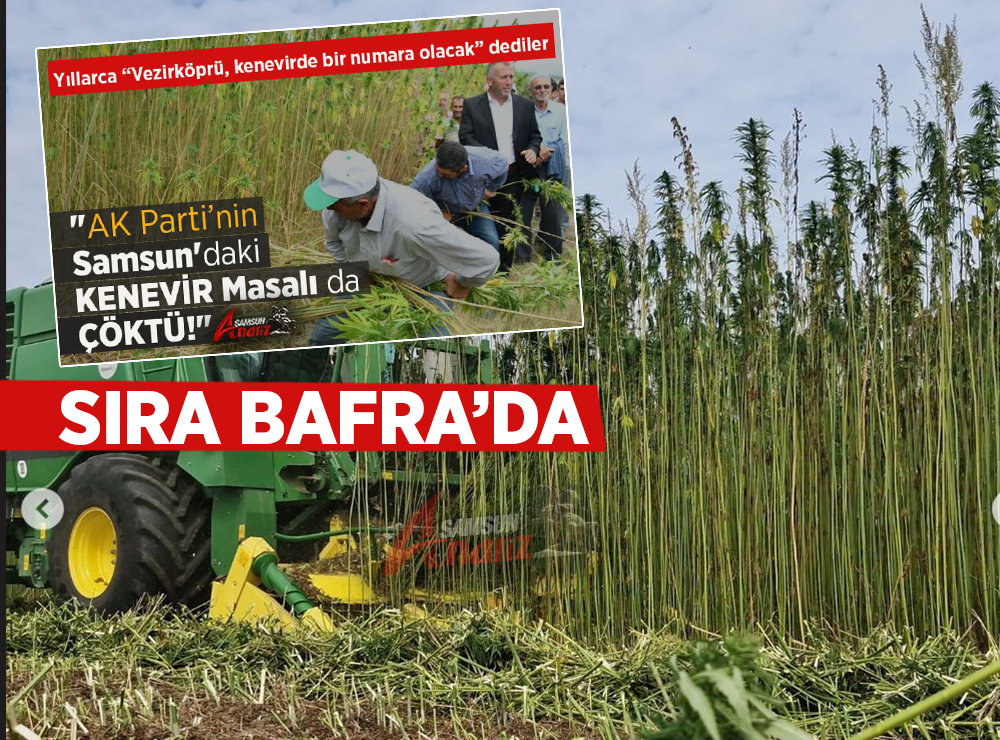 Vezirköprü’de Beklenen Kenevir, Yönünü Bafra’ya Çevirdi