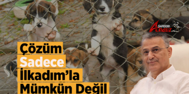 İlkadım’da Sokak Hayvanları Tartışması