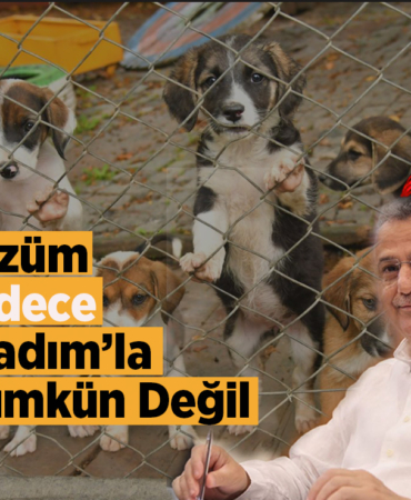 İlkadım’da Sokak Hayvanları Tartışması