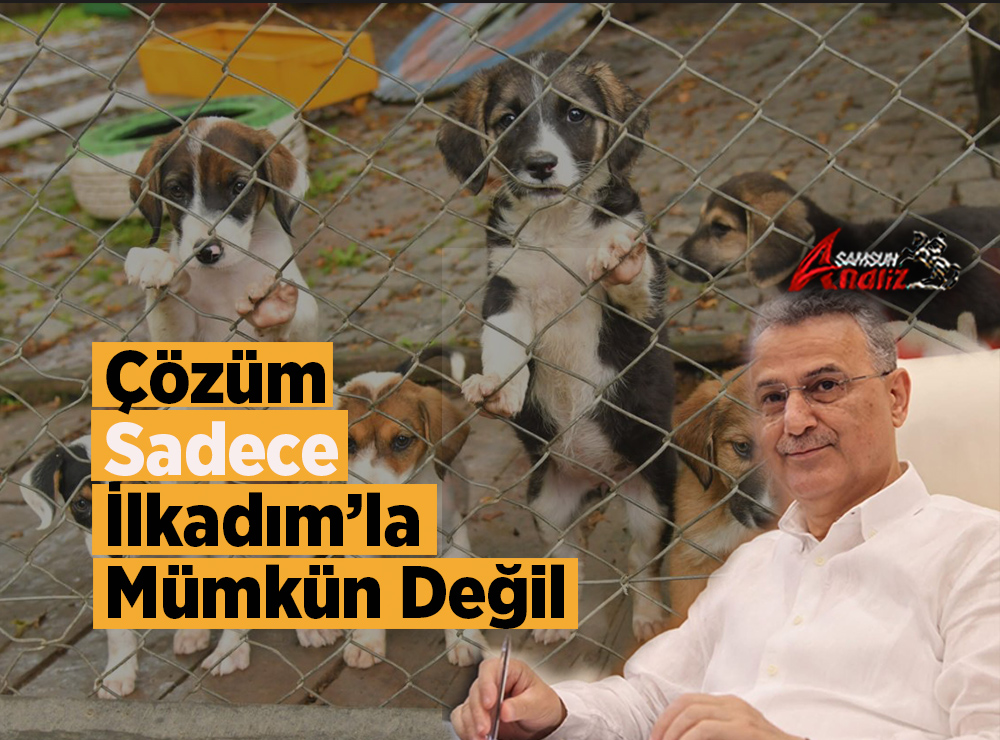 İlkadım’da Sokak Hayvanları Tartışması