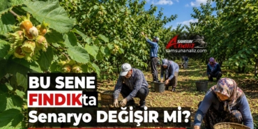 Samsunlu Fındık Üreticisinin Gözü TMO’da…
