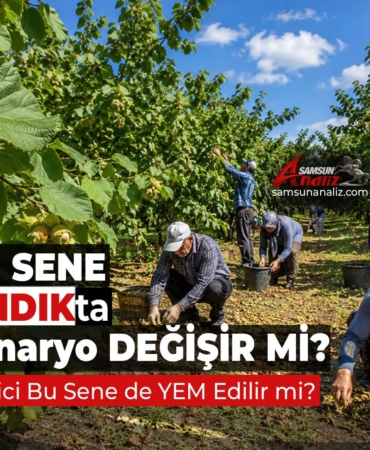 Samsunlu Fındık Üreticisinin Gözü TMO’da…