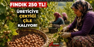 Fındık Üreticisi Bu Sene de Mağdur Ediliyor