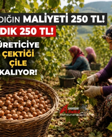 Fındık Üreticisi Bu Sene de Mağdur Ediliyor