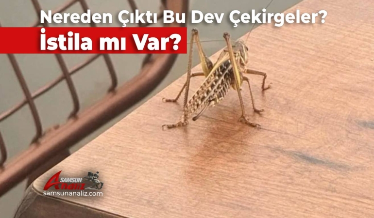 Nereden Çıktı Bu Dev Çekirgeler?