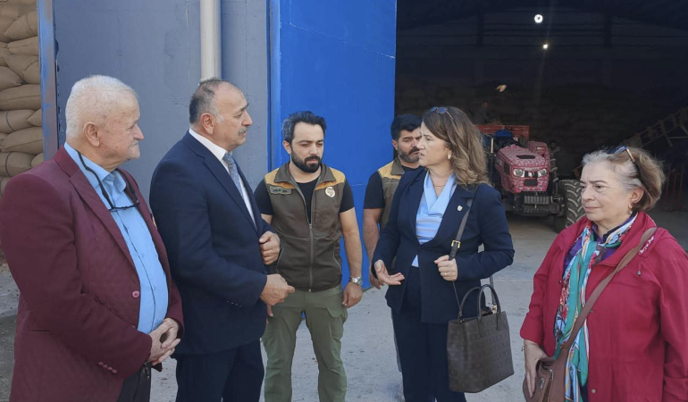 Samsun’da Fındıktan Sonra Çeltik Üreticisi de Perişan